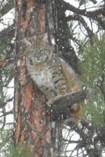 While mountain lion hunting you can also shoot a bobcat.